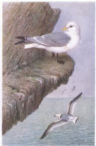 Kittiwake ، بطاقات بريدية ، 1930s
