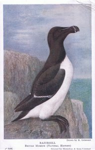 Razorbill ، بطاقات بريدية ، 1930s بواسطة هندريك جرونفولد