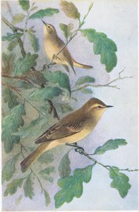 Willow Warbler ، بطاقات بريدية ، 1930s