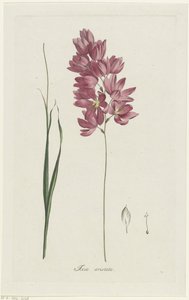Ixia patens الجد Ixia aristata (العنوان على الكائن)