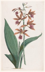 Moerasorchidee Limodorum Tankervilliae (العنوان على الكائن)