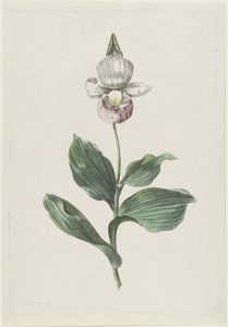 ليديز سليبر أوركيد (Cypripedium reginae Walter)