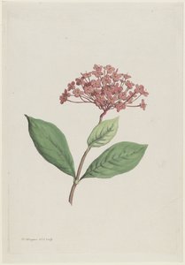 كرز الطاووس (Ixora coccinea)