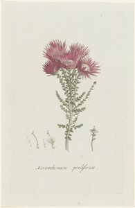 تكاثر الفطريات Xeranthemum proliferum (العنوان على الكائن)