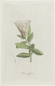 بروتيا Protea calycina (العنوان على الكائن) بواسطة هنريك شويجمان