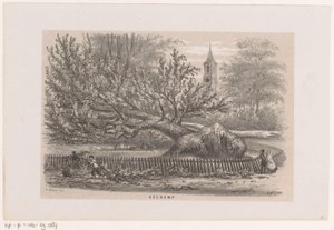 شجرة سقطت بالقرب من كويكامب ، بعد عاصفة 28 مايو 1860 Koekamp (العنوان على الكائن) ألبوم لعشرة رسومات مطبوعة بالحجر ، تصور Toneeelen van de Verwoesting ، المتضررة من عاصفة 28 مايو 1860 في Gravenhaagsche Bosch ، في Sche بواسطة ايليا الاسباني