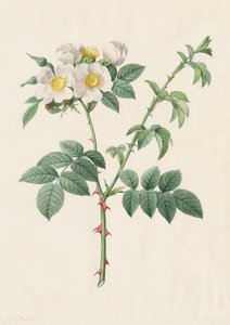 Brier Bush Rose أو Dog Rose Rosa Leucantha ، 1817-1824. بواسطة بيير جوزيف ريدوت