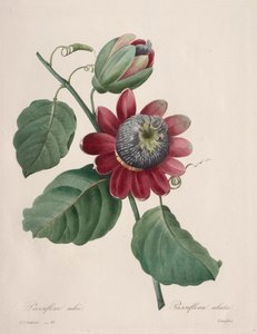 اختيار أجمل الزهور ... أجمل الفاكهة: Passiflore ailee، 1827. بواسطة بيير جوزيف ريدوت