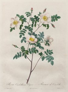 الورود: Rosa Candolleana Elegans ، 1817-1824. بواسطة بيير جوزيف ريدوت