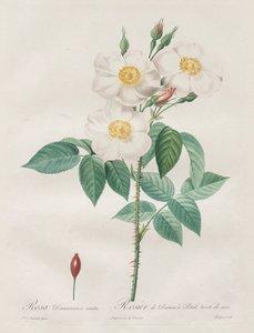 Les Roses: Rosa Damascena ، subalba ، 1817-1824. بواسطة بيير جوزيف ريدوت