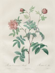 الورود: روزا سيناموميا ، 1817-1824. بواسطة بيير جوزيف ريدوت