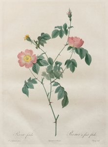 الورود: روزا إنديكا ، 1817-1824. بواسطة بيير جوزيف ريدوت