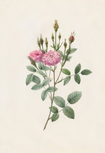 روزا بومبونيانا موسكوسا ، 1817-1824. بواسطة بيير جوزيف ريدوت