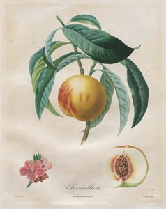 رسالة حول أشجار الفاكهة: Chancellière ، 1808-1835.