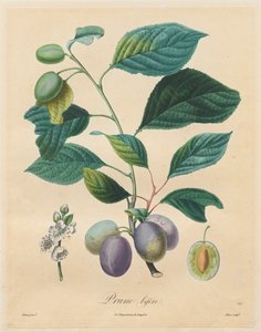 معاهدة أشجار الفاكهة: Plum bifer ، 1808-1835.