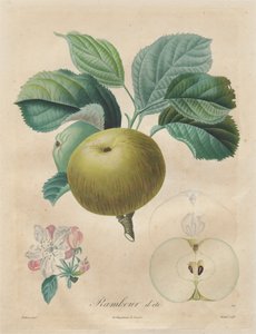 أطروحة حول أشجار الفاكهة: رامبور الصيفي ، 1808-1835.