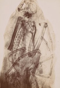 [X-Ray of the Mummy of a Raptor] ، 1896. بواسطة هنري فان هيورك
