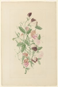 البازلاء الحلوة بواسطة Henrietta Benson Homer