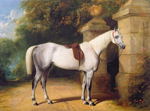 حصان رمادي من بارك جيتس ، 1851