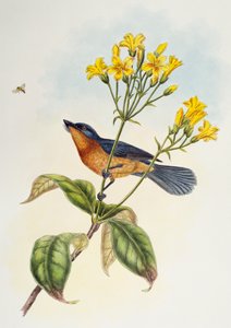 Broad-billed Flycatcher (Myiagra ruficollis), from Birds of Asia