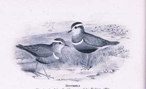 Dotterells ، الطبيعة في بريطانيا نشرها كولينز ، 1946