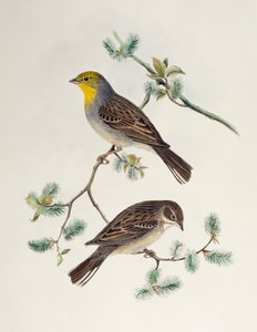 Emberiza cinerea, from Birds of Asia