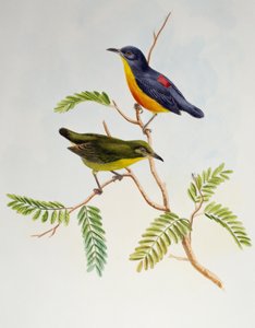 نقار الزهور البرتقالية البطن (Dicaeum trigonostigma) ، من طيور آسيا
