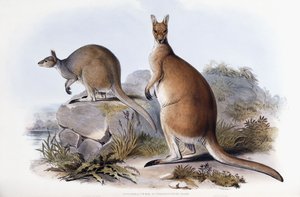 Osphranter antilopinus
