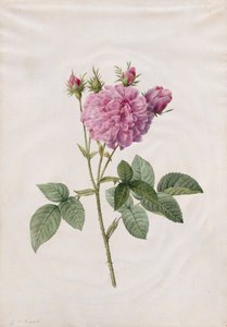 أجاثا روز (روزا جاليكا أجاثا)