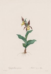 ليليسيه: Cypripedium calceolus