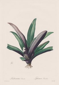 ليليسيه: تلطيخ Tradescantia بواسطة هنري جوزيف ريدوت