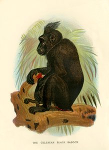 البابون السيلبي الأسود ، 1896