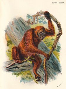 أورانج أوتان ، 1897
