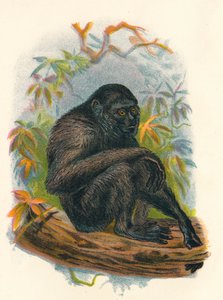 سيامانغ جيبون ، 1897