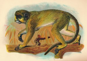 Talapoin ، 1897 بواسطة هنري أوج فوربس