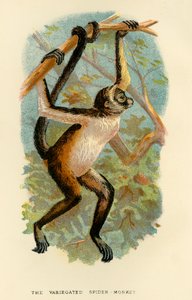 القرد العنكبوت ، 1896