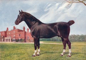 الفحل هاكني دانيجلت ، c1905 c1910 بواسطة هنري باول بالفري