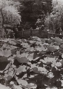 A Lotus-Pond (صورة b / w) بواسطة هربرت بونتينج