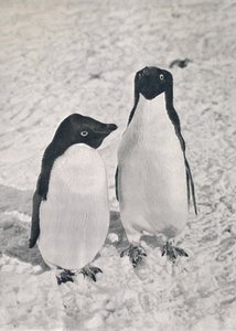 زوج من Adélie Penguins ، c1911 ، 1913 بواسطة هربرت بونتينج