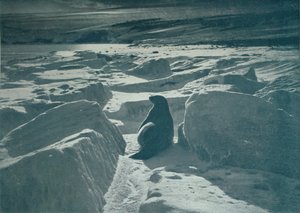 خاتم ويديل على الشاطئ ، c1911 ، 1913 بواسطة هربرت بونتينج
