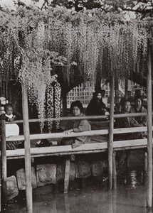 A Wistaria Arbor في Kameido (صورة b / w) بواسطة هربرت بونتينج