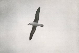 الباتروس سورينج ، c19101913 ، 1913 بواسطة هربرت بونتينج