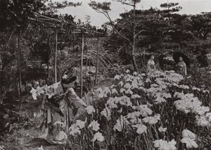 في حديقة Iris في Hori-kiri (صورة b / w) بواسطة هربرت بونتينج