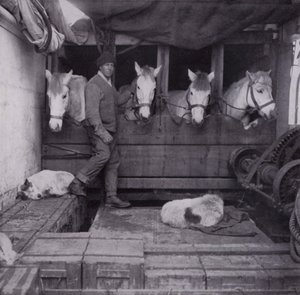 Captain Oates with ponies and dogs at sea (b/w photo) بواسطة هربرت بونتينج