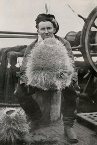 DG Lillie ، مع بعض الإسفنج السليسي ، c1911 ، 1913 بواسطة هربرت بونتينج