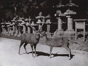 دير ، دراسة في نارا (صورة b / w) بواسطة هربرت بونتينج