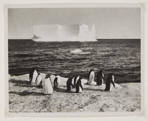 Drifting Iceberg off Cape Royds (طباعة بروميد) بواسطة هربرت بونتينج
