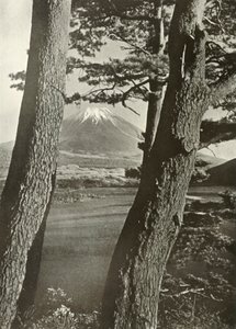 فوجي عبر أشجار بحيرة موتو ، 1910. بواسطة هربرت بونتينج