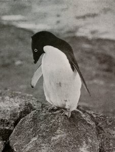 أنا لا أهتم بما أصبح لي ، c19101913 ، 1913 بواسطة هربرت بونتينج