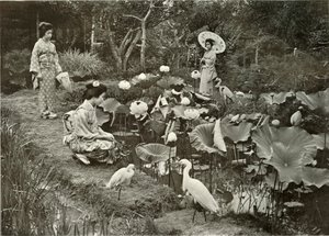 في لوتس لاند ، 1910. بواسطة هربرت بونتينج